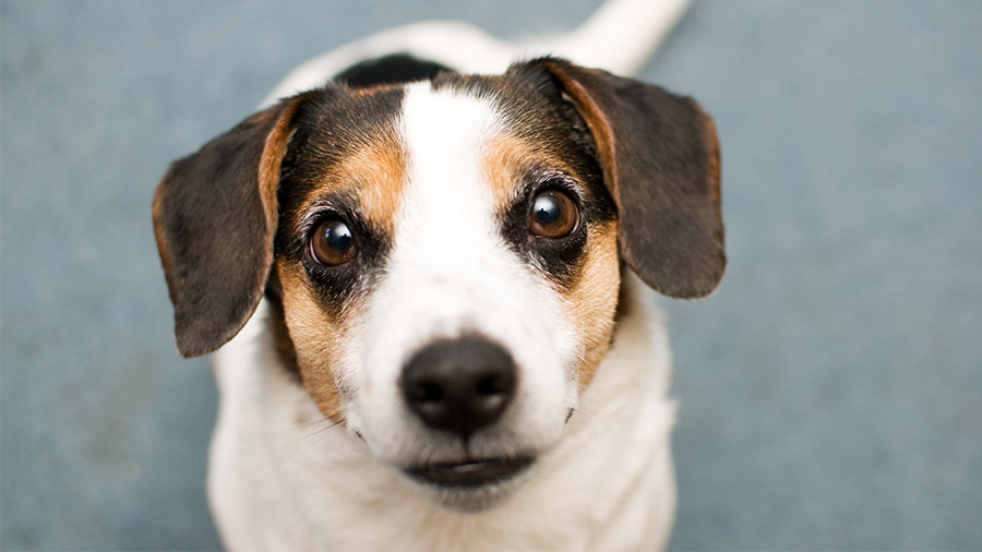 Como os Cachorros se Comunicam Com os Humanos?