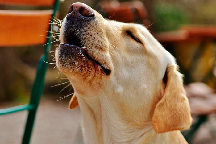 Quando o Cachorro Uiva É Sinal do Que?