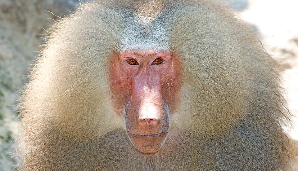 Babuíno-Sagrado: Características, Nome Cientifico e Fotos