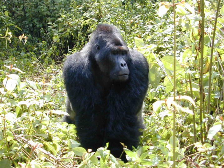 O Tamanho do Gorilas-de-Grauer