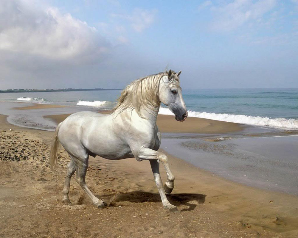 O Temperamento do Cavalo Camarguês