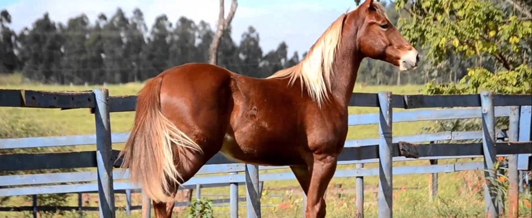 O Temperamento do Cavalo Quarto de Milha