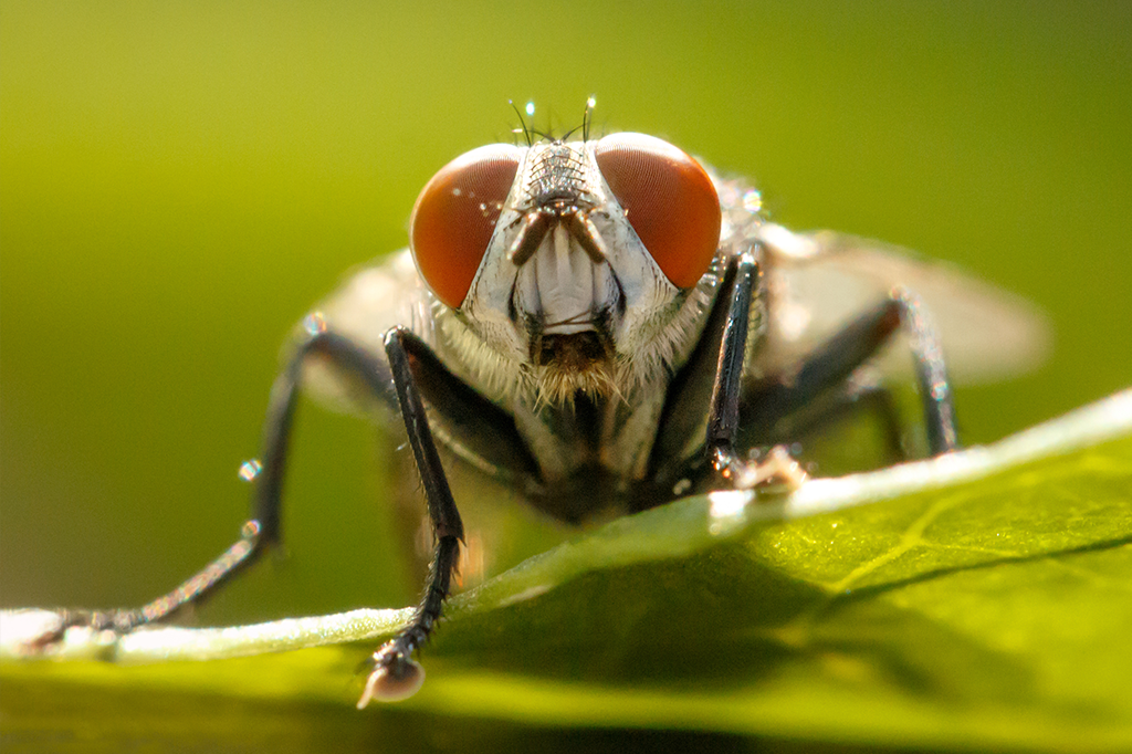 Olho da Mosca Doméstica 