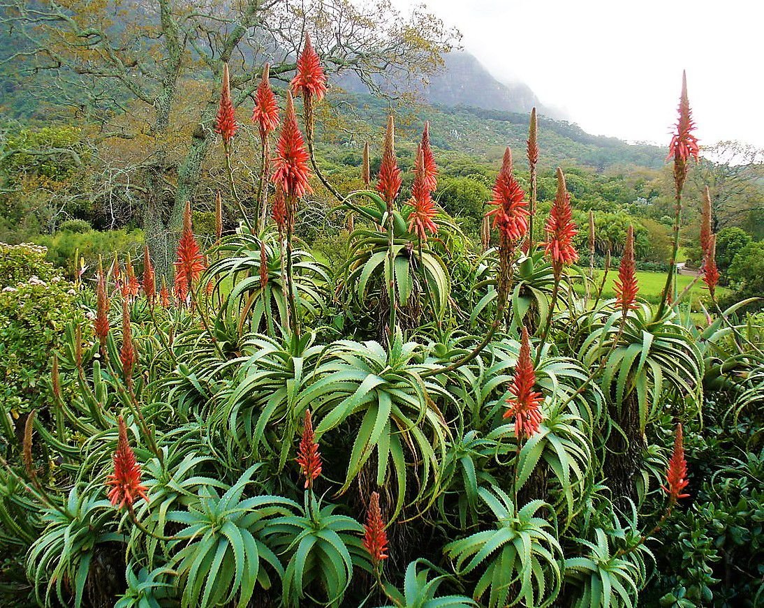 História da Babosa e Origem da Planta | Mundo Ecologia