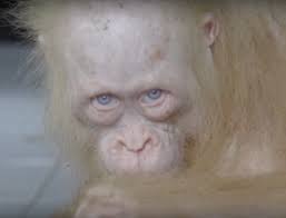 Fêmea de orangotango albina de olhos azuis é socorrida em Bornéu