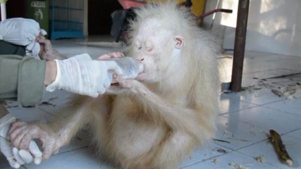 Fêmea de orangotango albina de olhos azuis é socorrida em Bornéu - ISTOÉ  Independente