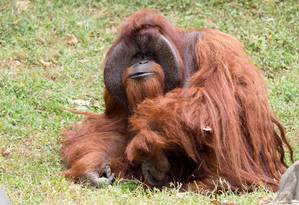 Orangotango Bornéu Setado no Chão