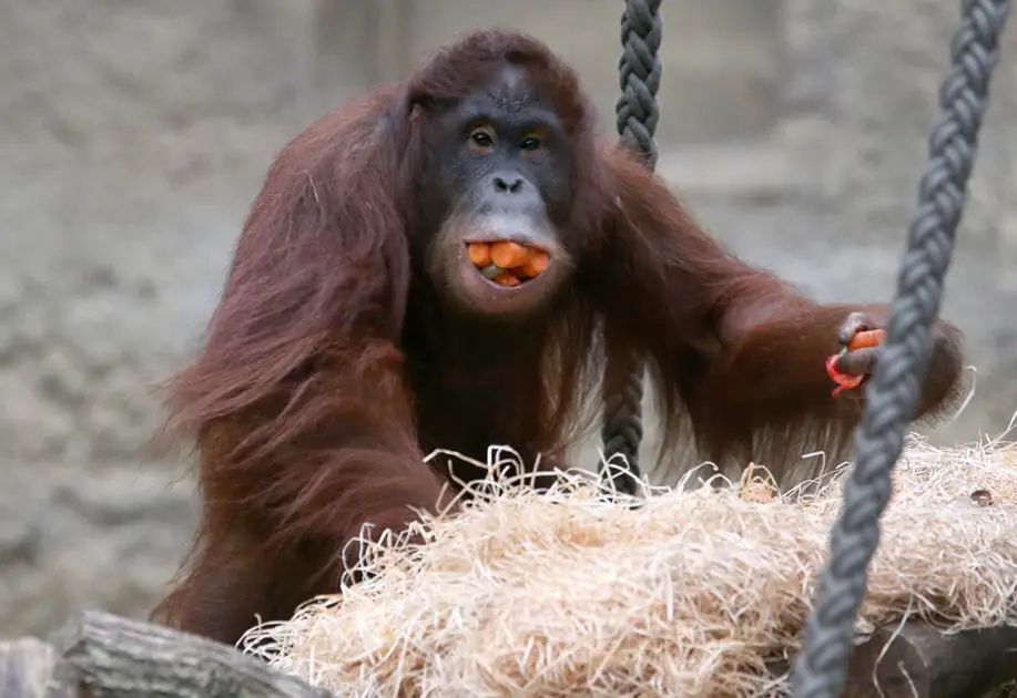 Orangotango Comendo 