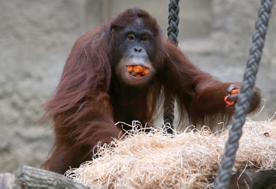 Orangotango Comendo