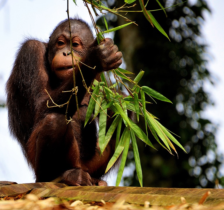Orangotango De Bornéu Comendo 