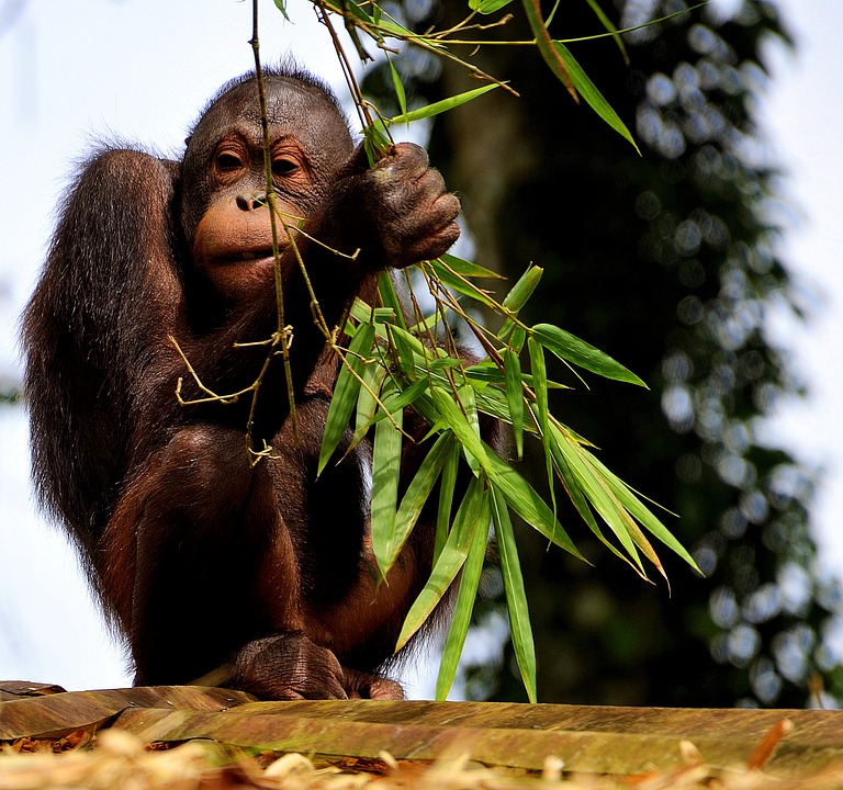Orangotango De Bornéu Comendo