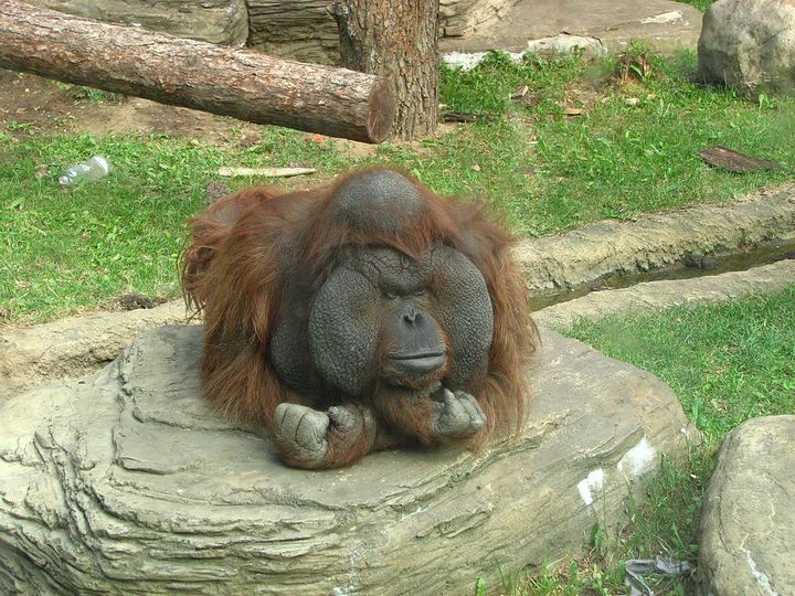 Orangotango Deitado na Pedra 