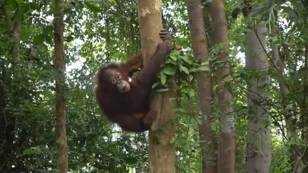 Orangotango Escalando Árvore 
