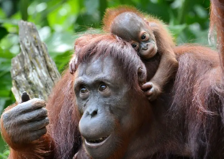 Fêmea de orangotango albina de olhos azuis é socorrida em Bornéu - ISTOÉ  Independente
