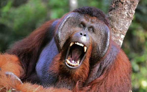 Orangotango de Bornéu Com a Boca Aberta 