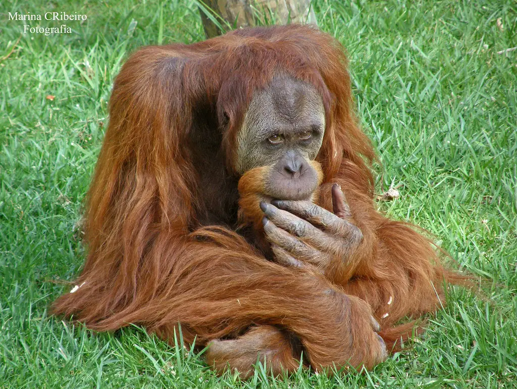 Orangotango de Sumatra no Chão 