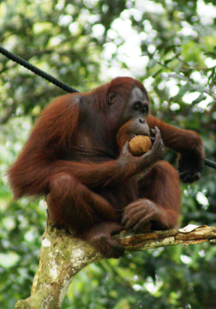 Orangotango de Sumatra se Alimentando