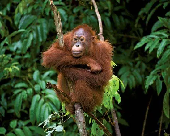 Orangotango na Árvore 