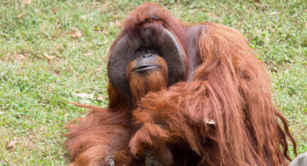 Ficha Técnica do Orangotango: Peso, Altura, Tamanho e Imagens | Mundo