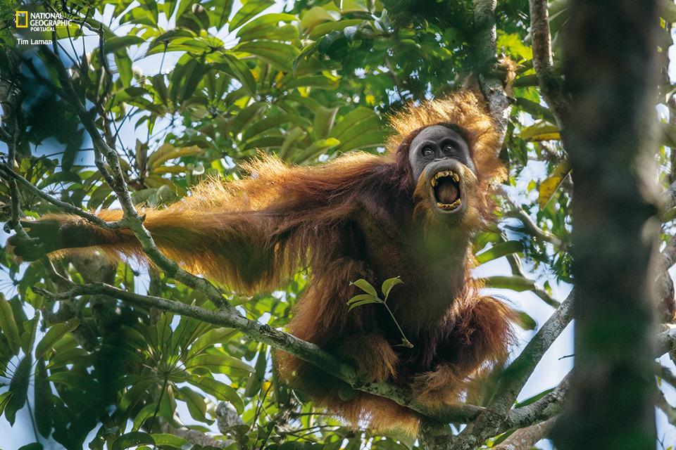 Orangotangos Masculinos em Cima da Árvore Gritando