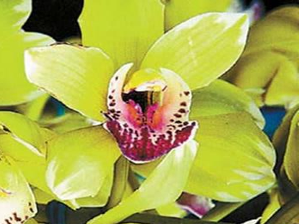 Orquídea Shenzhen Nongke