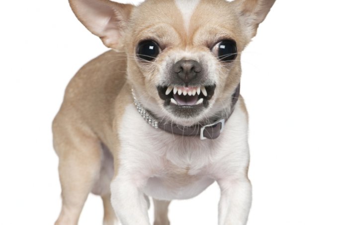 Os Cuidados com os Dentes do Chihuahua