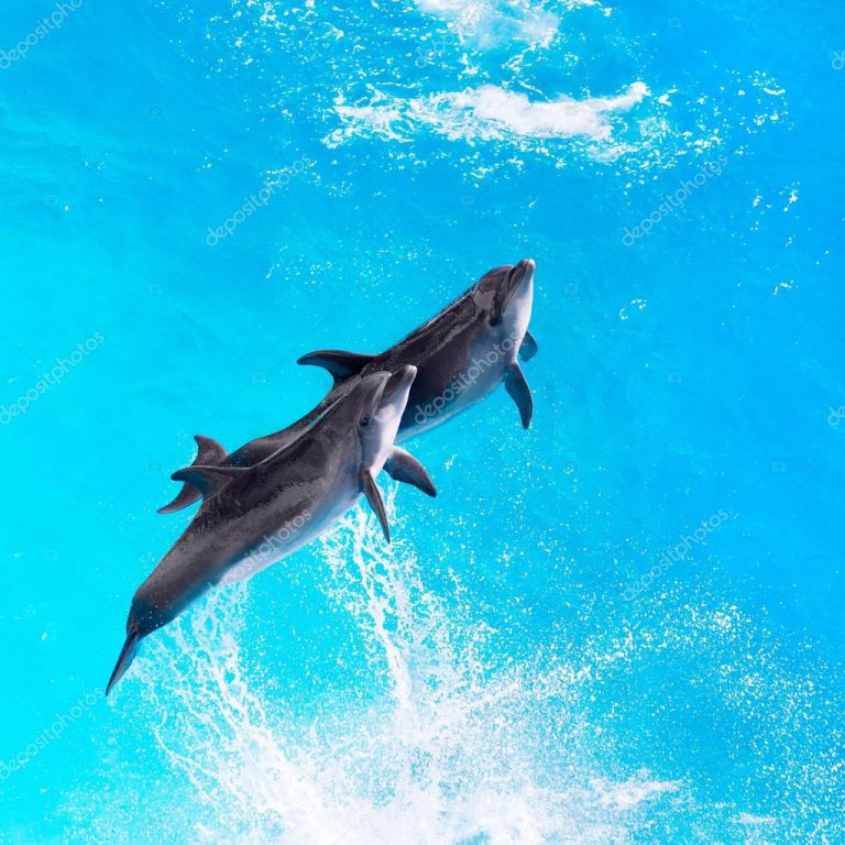 Por que o Golfinho é Um Mamífero? Ele é Peixe? – Mundo Ecologia