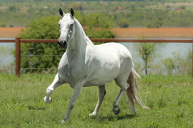 Paixão dos Cavalos