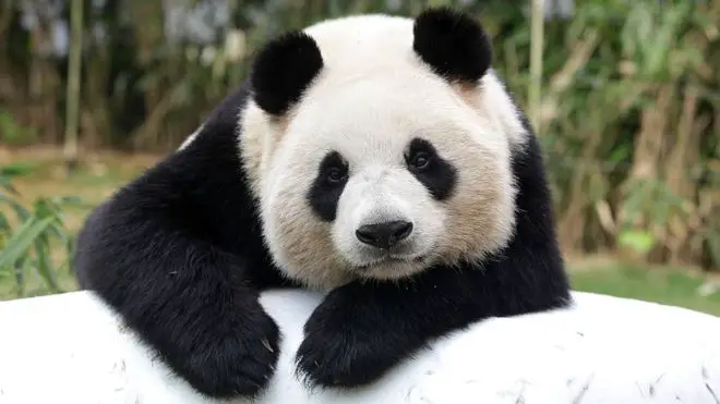 Panda Gigante