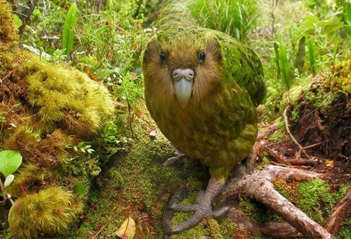 Papagaio Kakapo