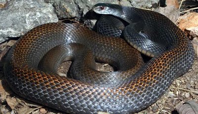 Papuan Taipan