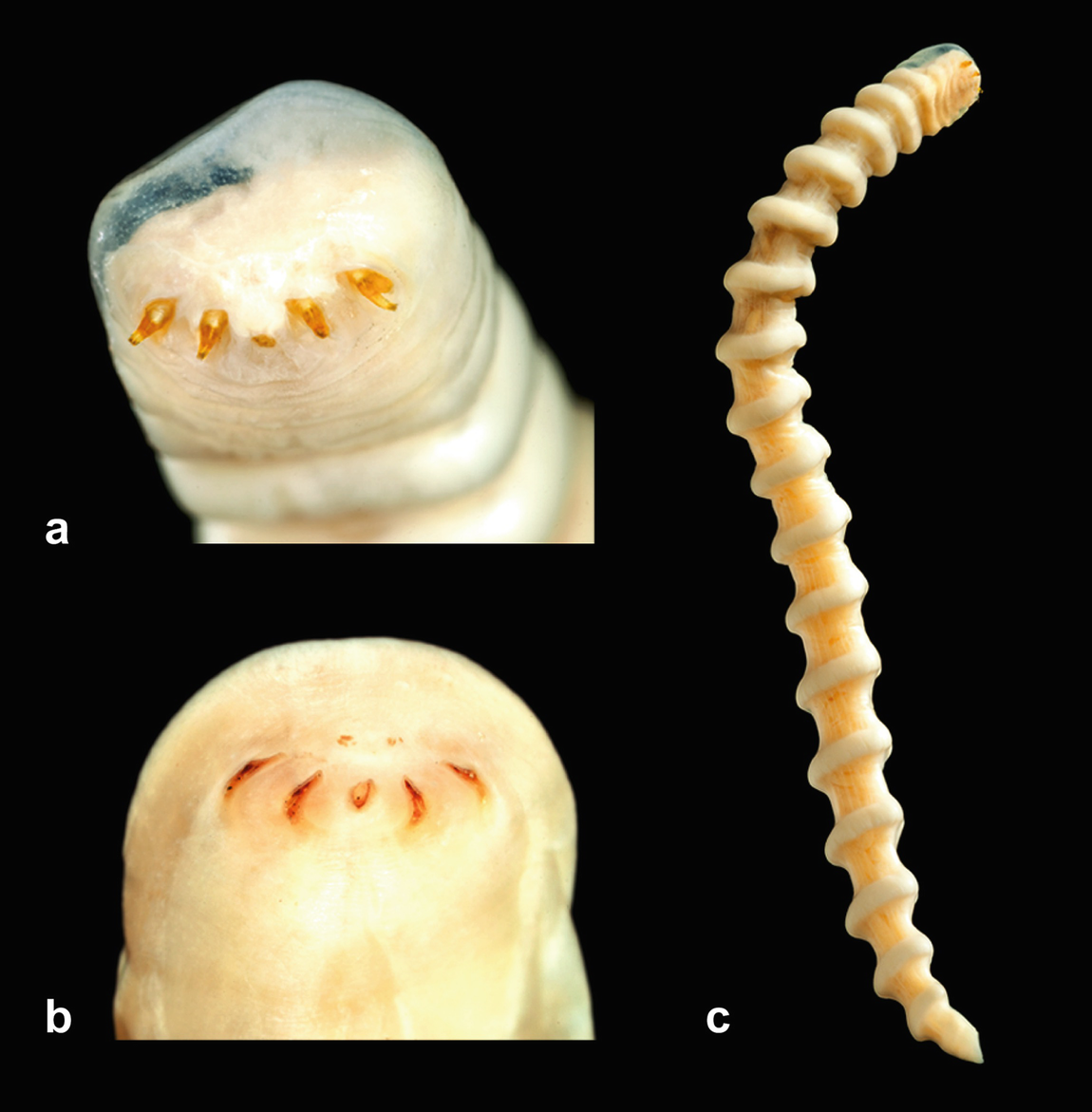 Parasitas do Crocodilo-Persa