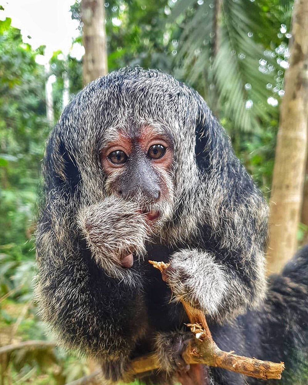 Parauaçú Procurando Comida