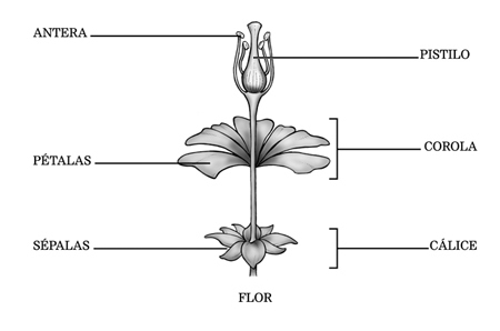 Partes da Planta