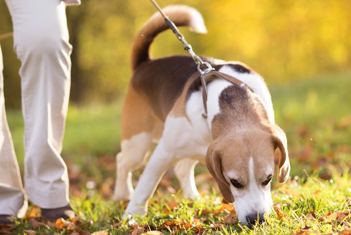 Passeando Com o Cachorro 