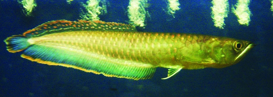 Lista de Tipos de Peixe Aruanã: Espécies com Nomes e Fotos