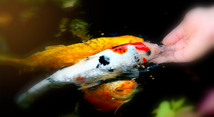 Peixe Koi se Alimentando