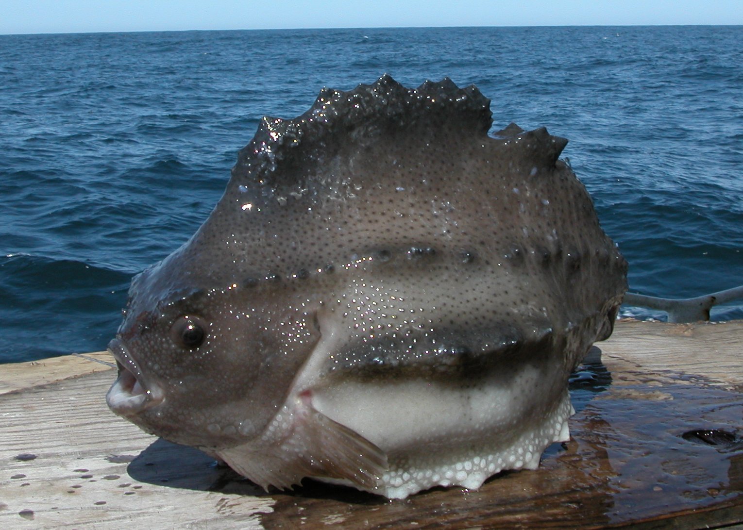 Peixe-Lapa