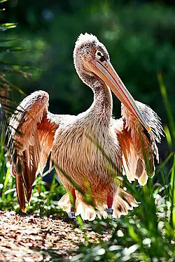 Pelicano-Cinzento
