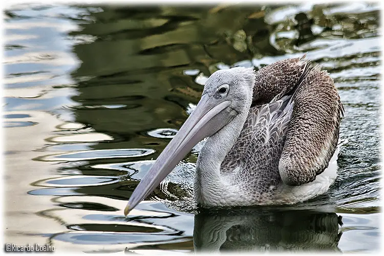Pelicano Cinzento