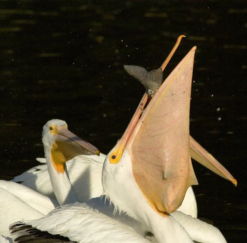 Pelicano Comendo Peixe 