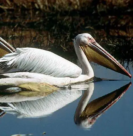 Pelicano Comum