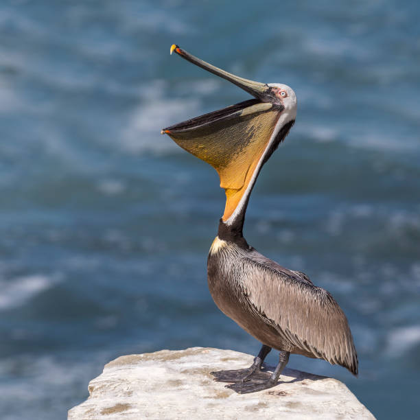 Habitat do Pelicano: Onde Eles Vivem?