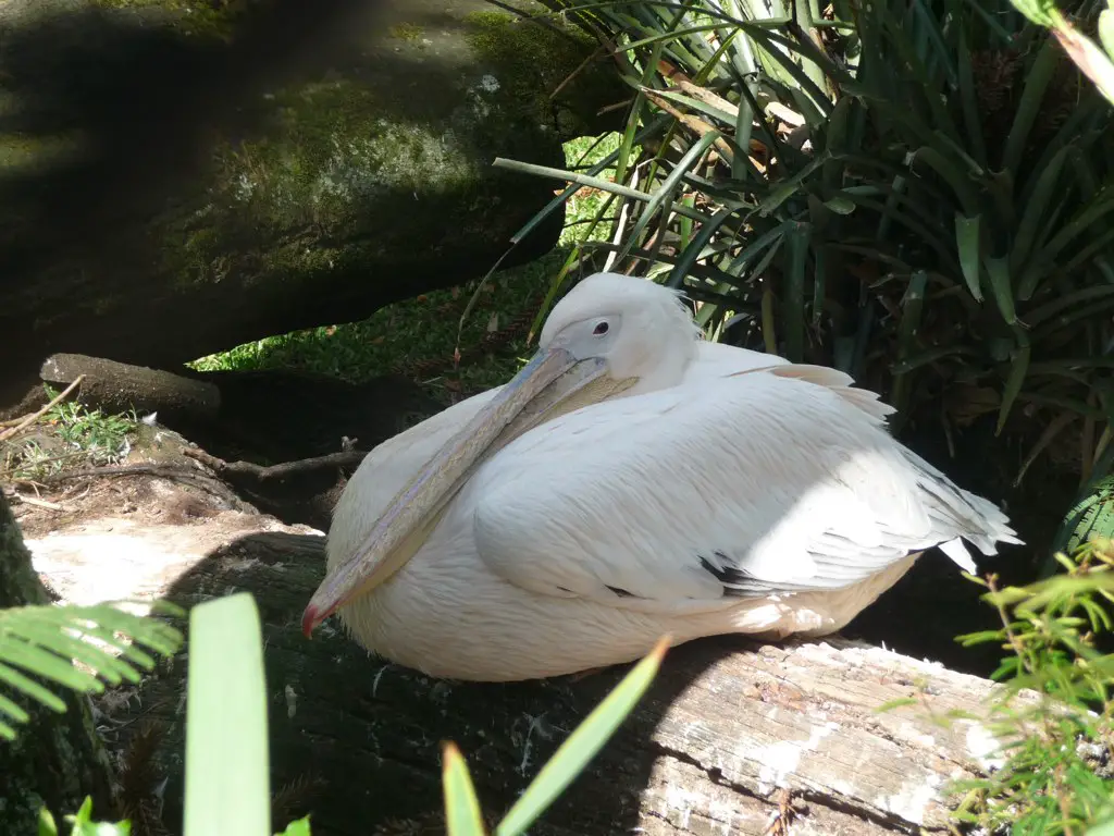Pelicano Dormindo