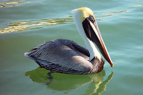 Pelicano-Pardo