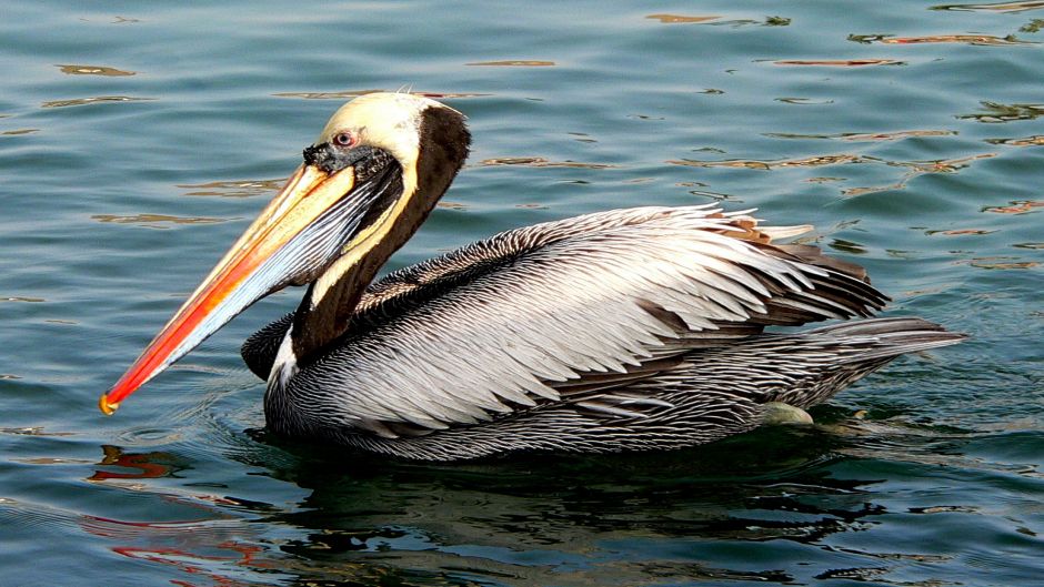 Pelicano-Peruano: Características, Nome Científico, Habitat e Fotos