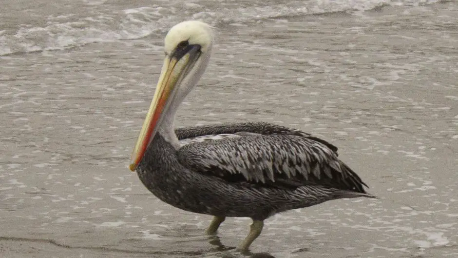 Pelicano Peruano