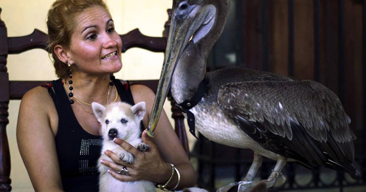 Pelicano Vira Animal de Estimação de Uma Família