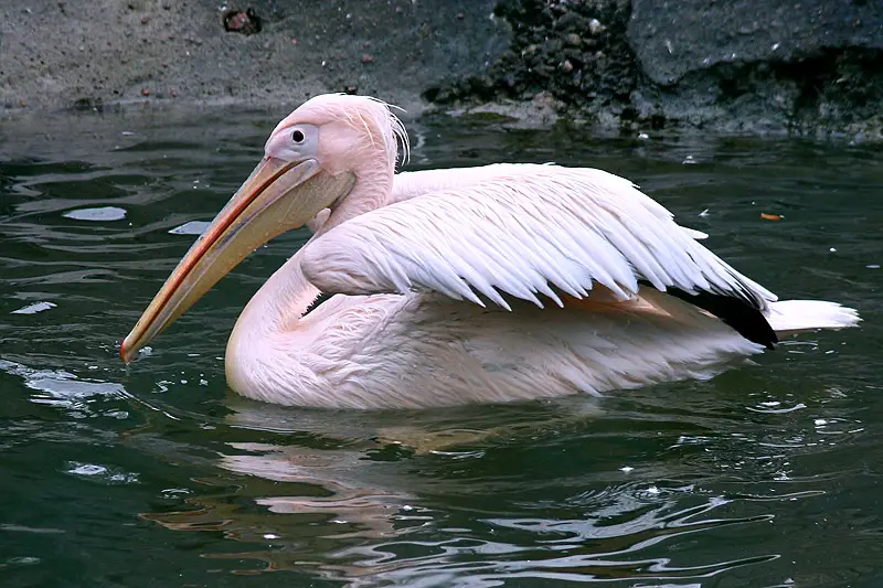 Pelicano-Vulgar