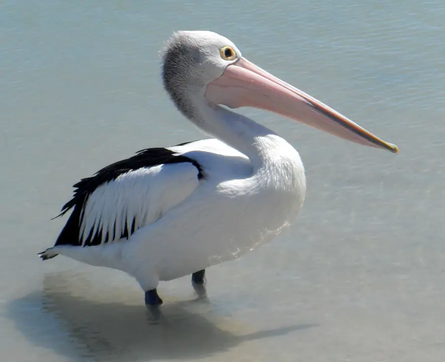 Pelicano-Branco-Americano